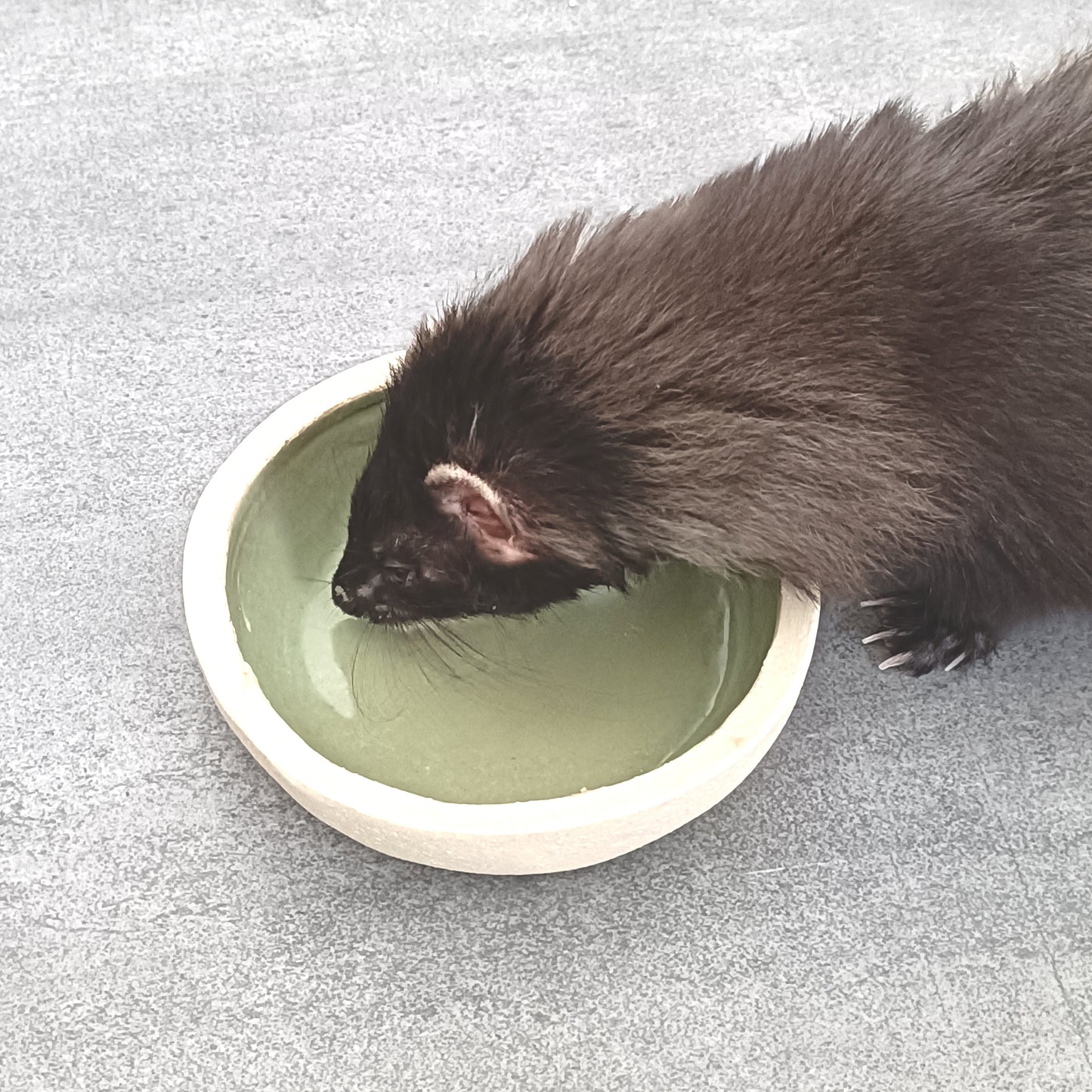 Napf S Katze - ready to ship